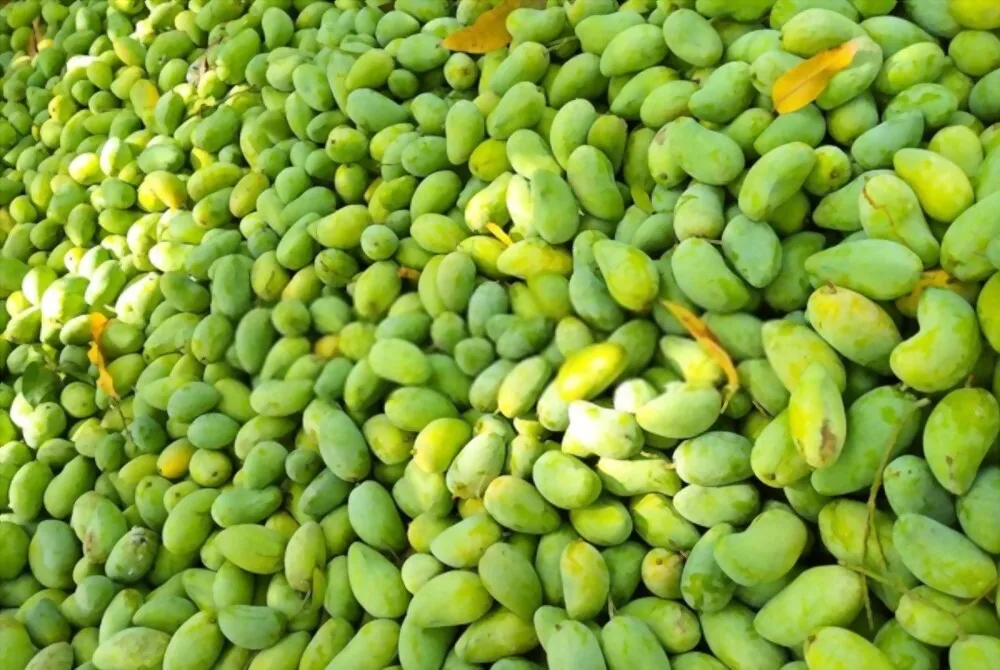 Высококачественное свежее манго на экспорт | Вьетнамские Фрукты/зеленое и желтое манго