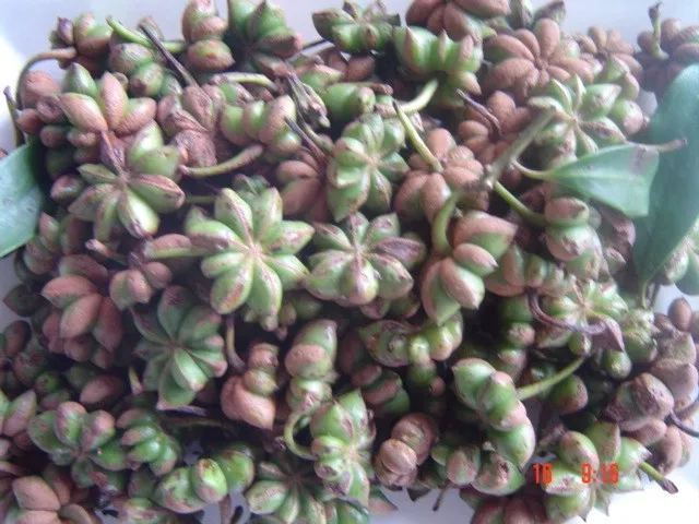 VIETNAMESE AUTUMN STAR ANISE MAIN CROP HOT SPICES AND HERBS LOW PRICE  HANFIMEX NATURAL FOREST ORIGIN HOT SELLER +84374074818