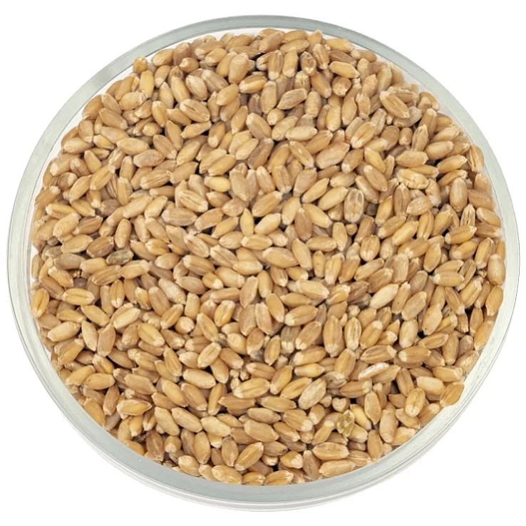 Natural Original Barley Grains For Fish and Animal Feed   Place Ratio Cultivation Common