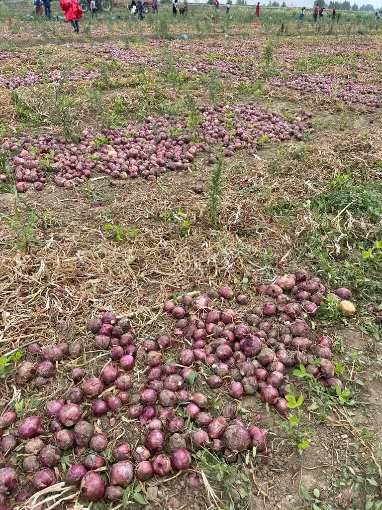 New Crop %100 Organic Onions Hot Sale Class A Onions Premium Quality Fresh Onion - Made in Turkey