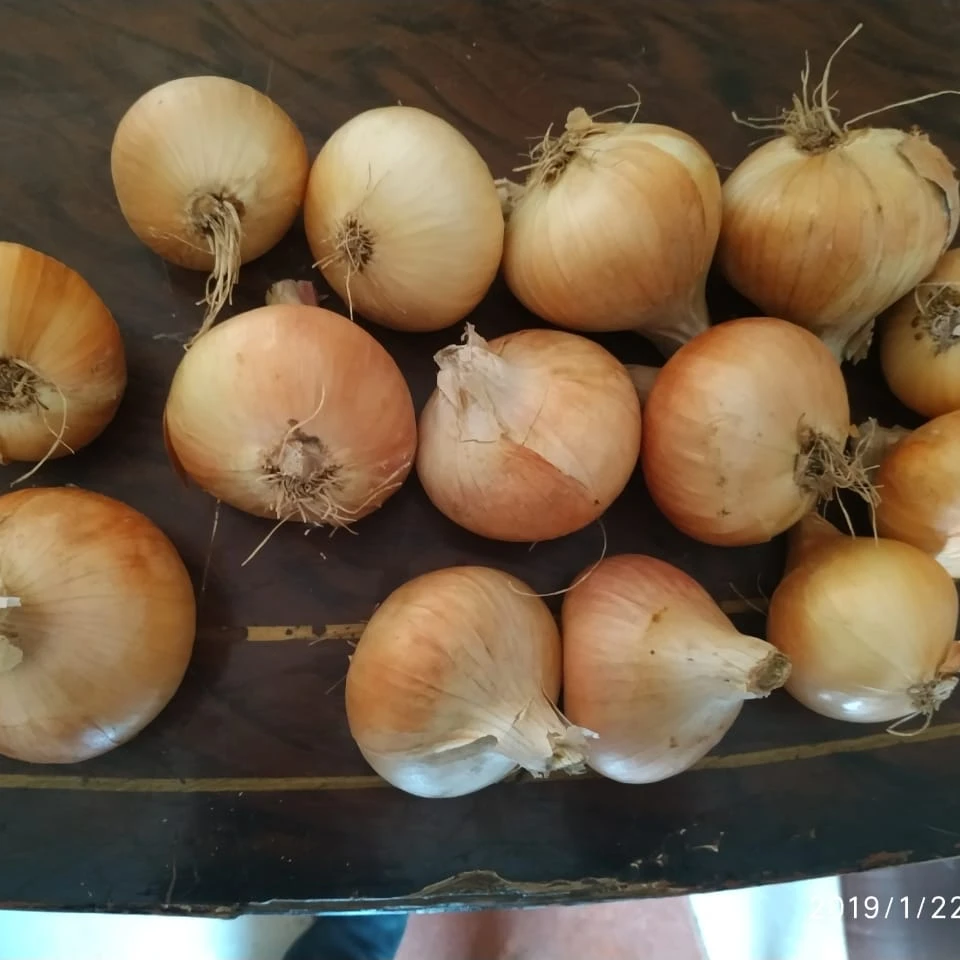 Best Selling Onion Fresh Vegetable Red Onions With Good Taste