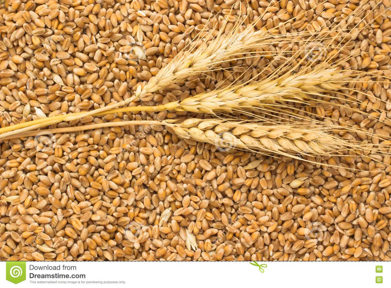 Animal feed barley/bulk barley grains wheat grains  at affordable price