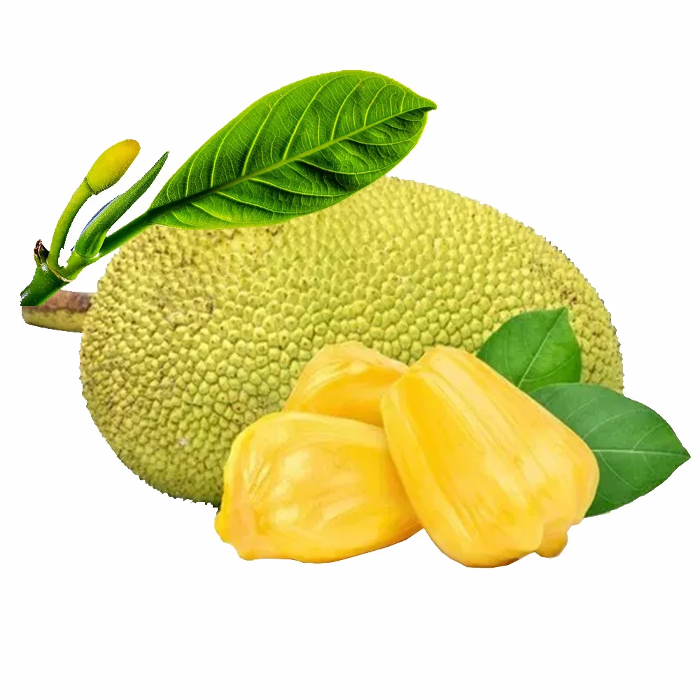 International Standards Tropical Fruit Sweet Taste Fresh Jackfruit 100% Organic Natural Yellow Color Good Price Ready To Ship