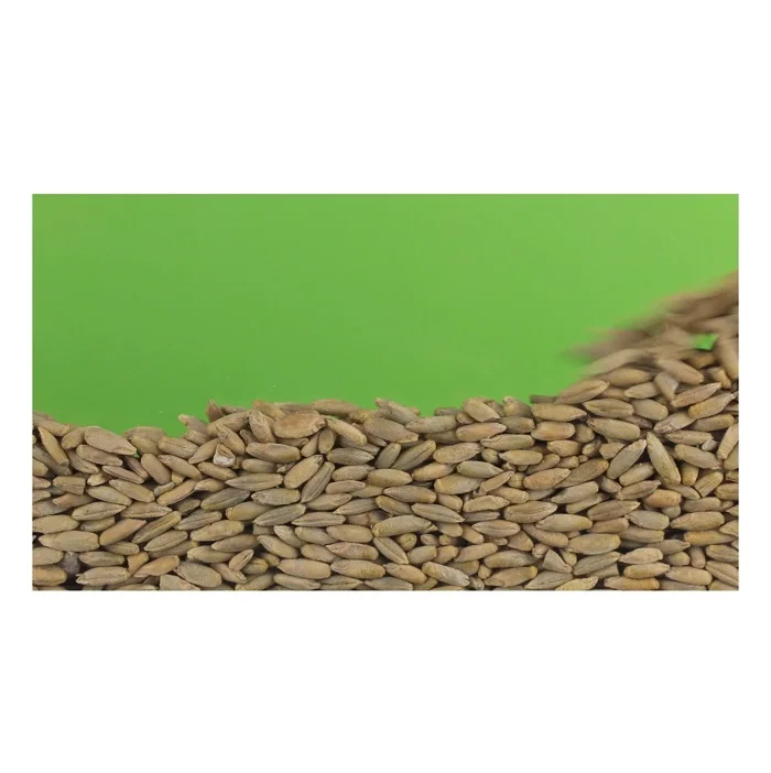 Wholesale Supplier Of Bulk Fresh Stock of Organic Rye Grains
