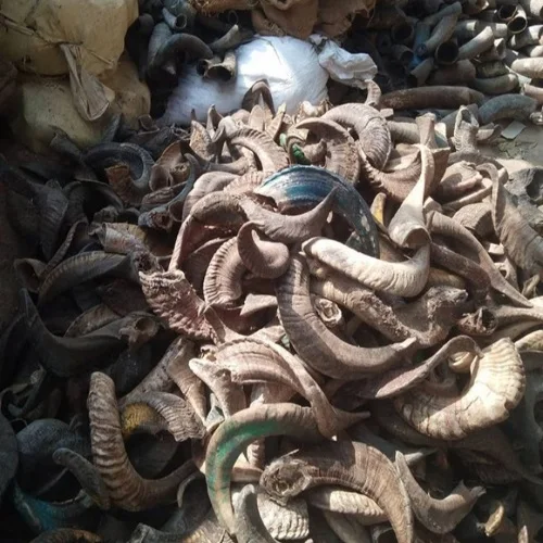 Ram Horn  Finished Ram Horn Raw Ram Horn Stocked From A Z Crafts