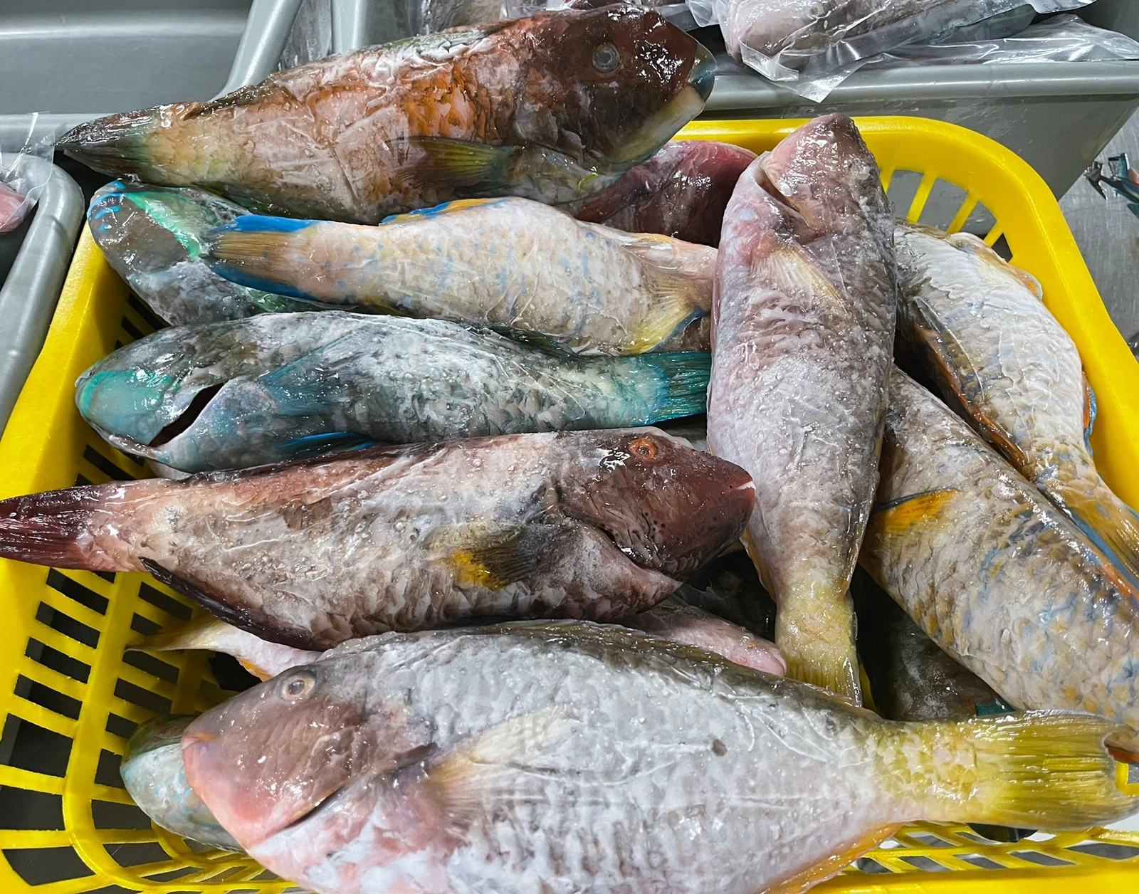 TOP QUALITY FROZEN NUTRITIOUS PARROT FISH WHOLE FROM INDONESIAN ORIGIN WITH ATTRACTIVE PRICE AND STANDARD PACKING