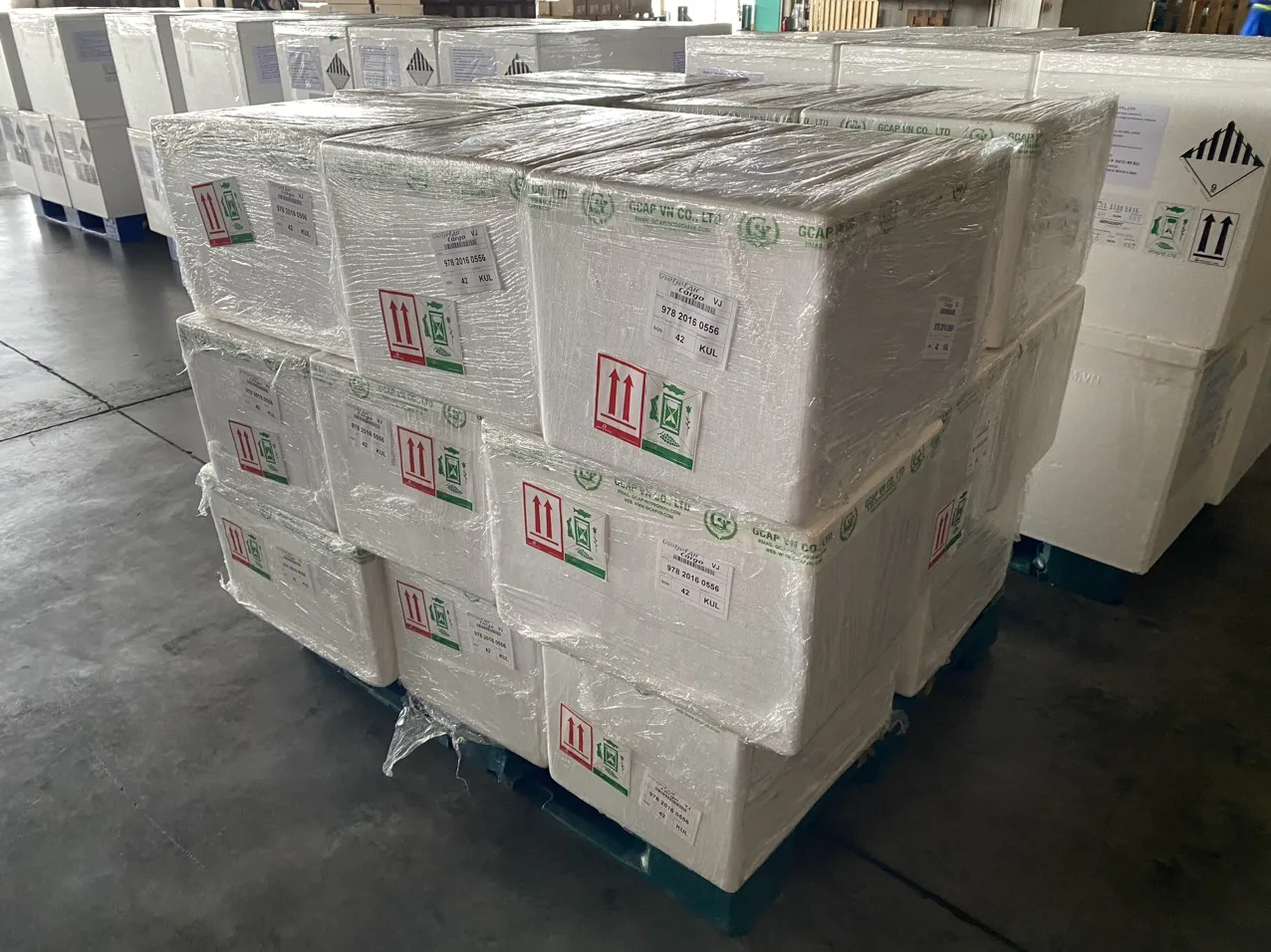 Dehydrated Sea Grapes Vegan Food 100% Natural Sea Grape Dried Longevity Hot Selling Iso Certification Packaging In Carton Box