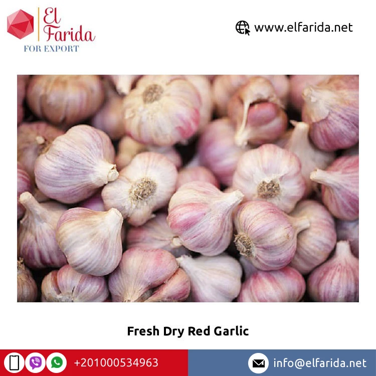 Competitive Price Egypt Origin Exporter of Wholesale Supply 2023 New Crop Dry Red Garlic/ White Garlic for Sale
