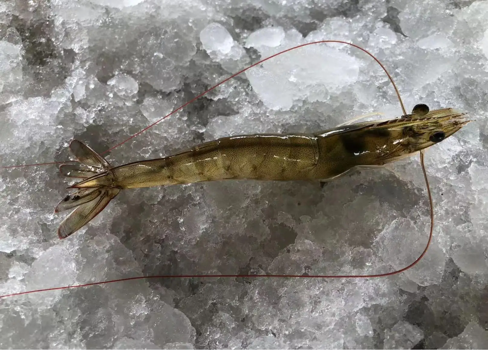 Promote Growth Product Bile Acids Protect Shrimp with Good Growth Performance