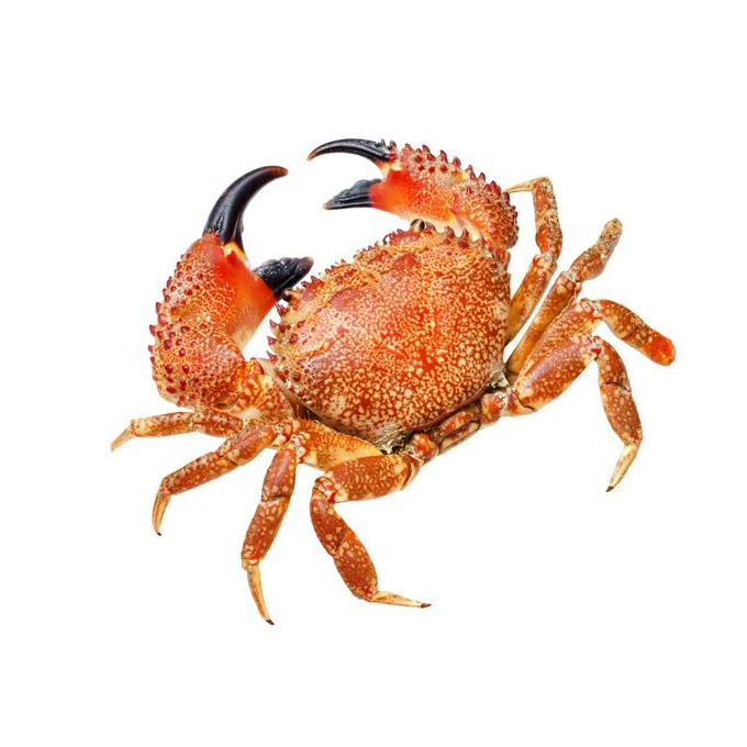 Лидер продаж, крабы из живой грязи, синяя упаковка в замороженном стиле, вес полки, оригинальный тип жизни, разные продукты, картонная модель места