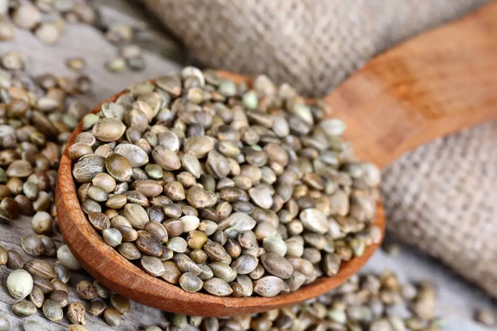 Hemp seeds- (Hemp Seeds for Eating | Salad Topping | Roasted)