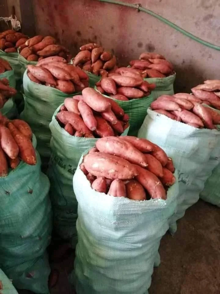 Свежий сладкий картофель из египта