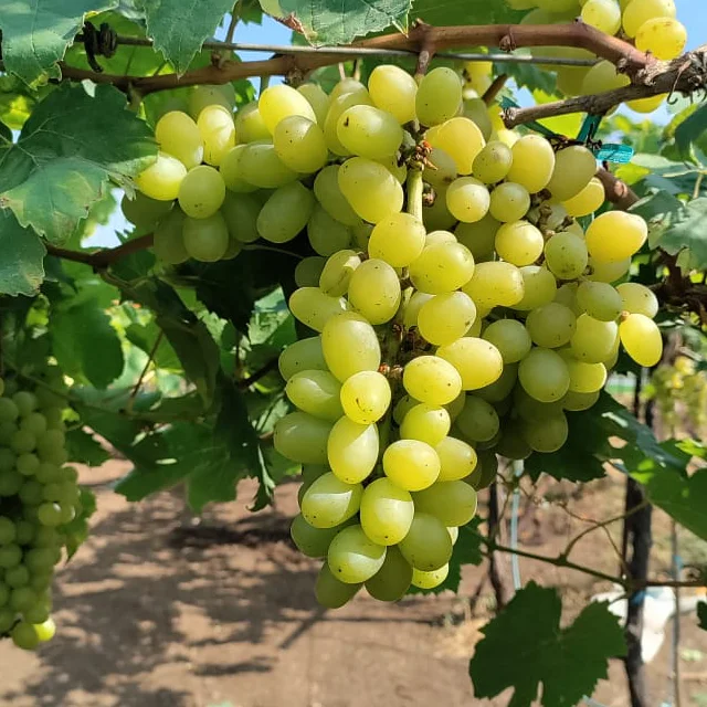 Best Quality Sweet Fresh Grapes Available at Wholesale Price from India