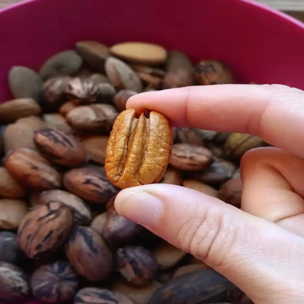 Alesto Selection Pecan Nuts Halves 500g Delicious Snack /Best Brand Pecan Nuts High In Unsaturated Fats Sale Vienna Low Price