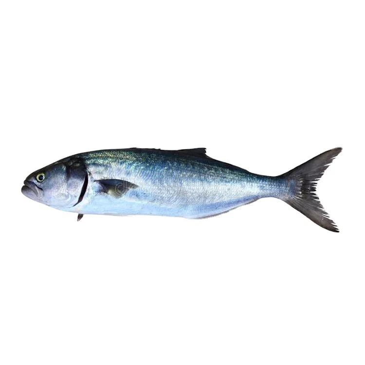 Best Exporter Supply Highest Quality Cook & Eat Cold Storage Bluefish Seafood at Best Market Price