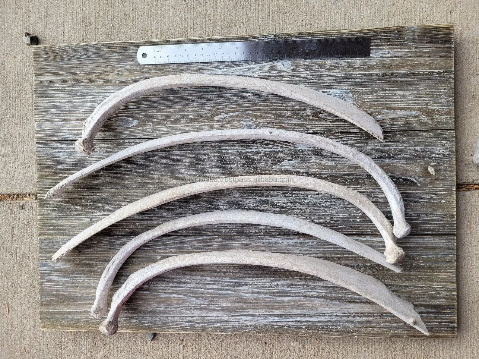 Buffalo  bone  rib and camel bone rib