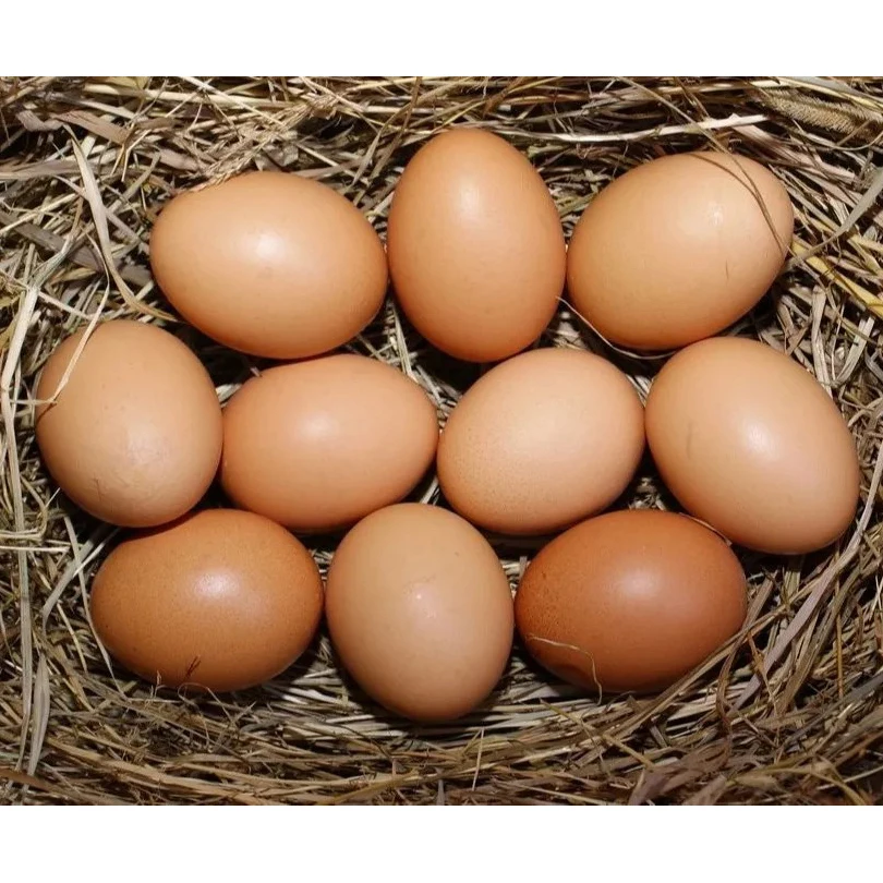 Brown Chicken Eggs Fresh Table Eggs for wholesale cheap price