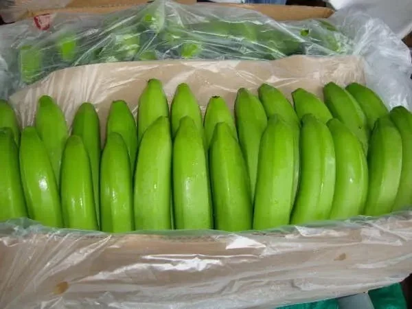 Fresh Banana Cultivated Green & Yellow Banana With Factory Price Originated From South America