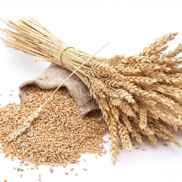 High Quality wheat grain suppliers wheat grain in bulk for export wheat grain prices