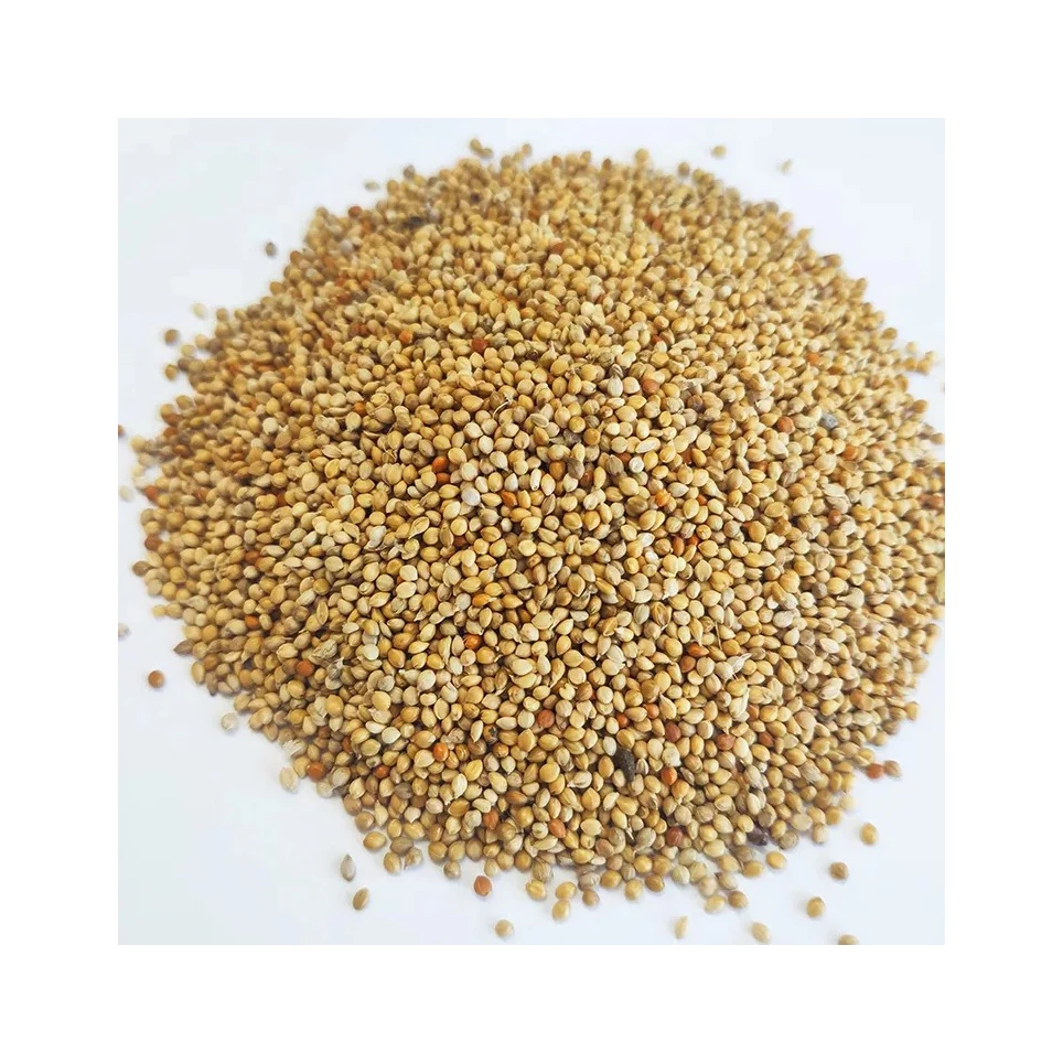 Best quality green millet animal feeds exporter from Egypt