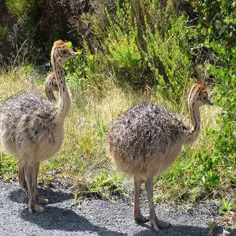 ostrich-chicks (2).jpg