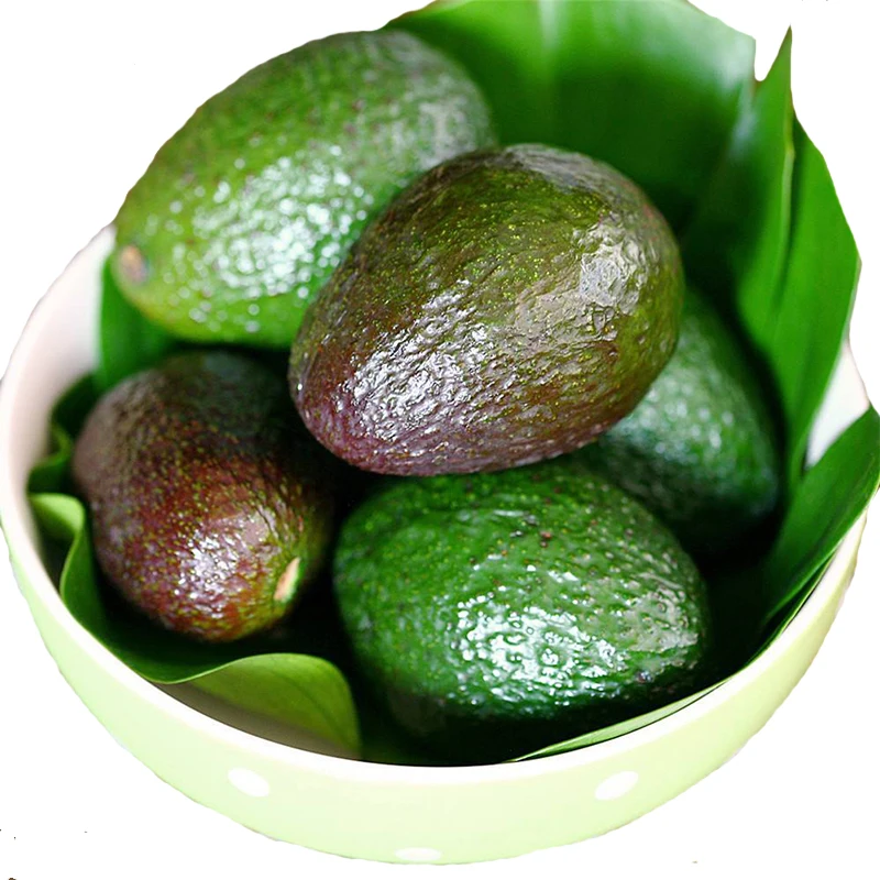 Good Quality Fresh Avocado / Hass Avocado Fuerte Avocado For Sale