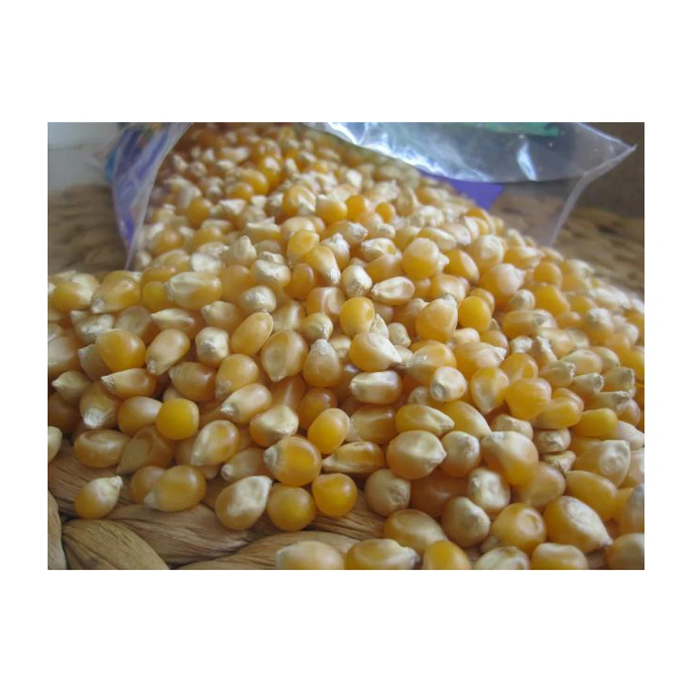 Yellow Corn Non-GMO Fit for Human Consumption and Animal Feed/Origin brazil yellow corn