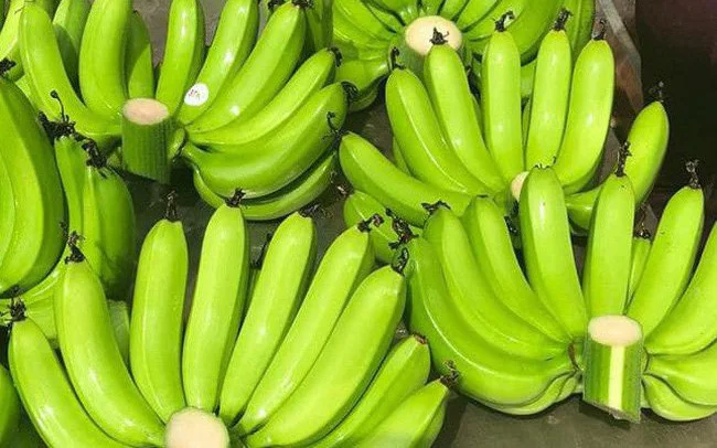 Cavendish Green Banana High Quality Tropical Fruits Vietnam Premium Bananas Crop Green Tropical Banana Style Organic Cavend