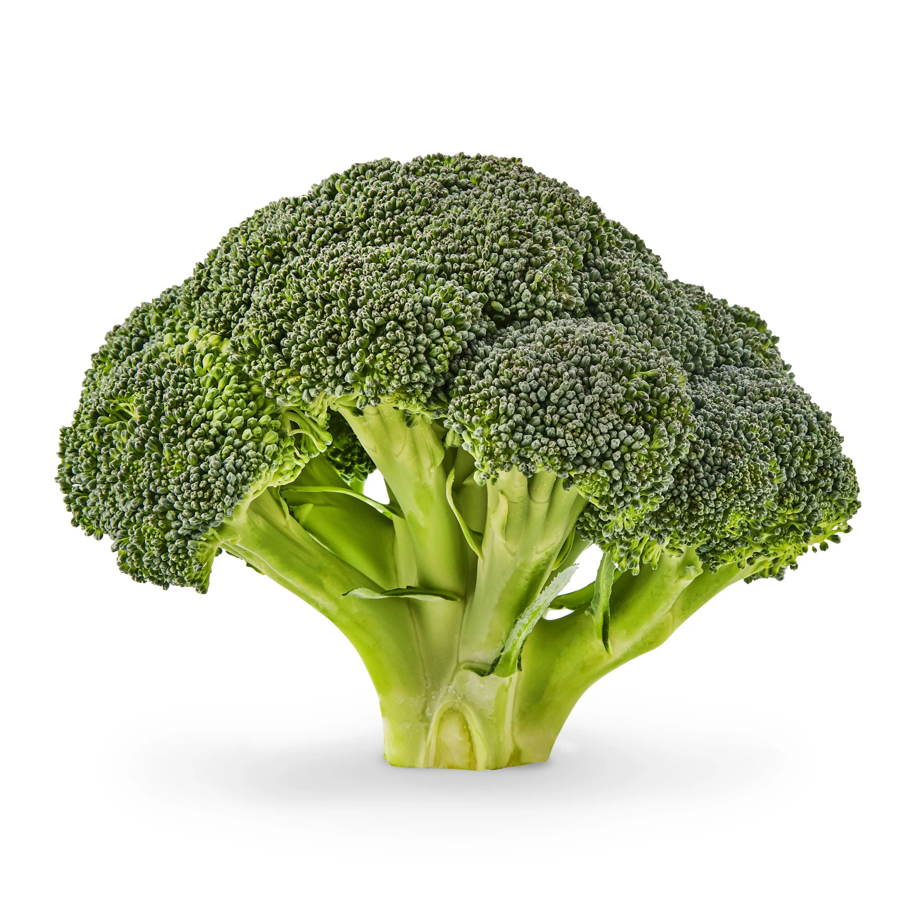 Best Selling Broccoli At Wholesale Prices From India