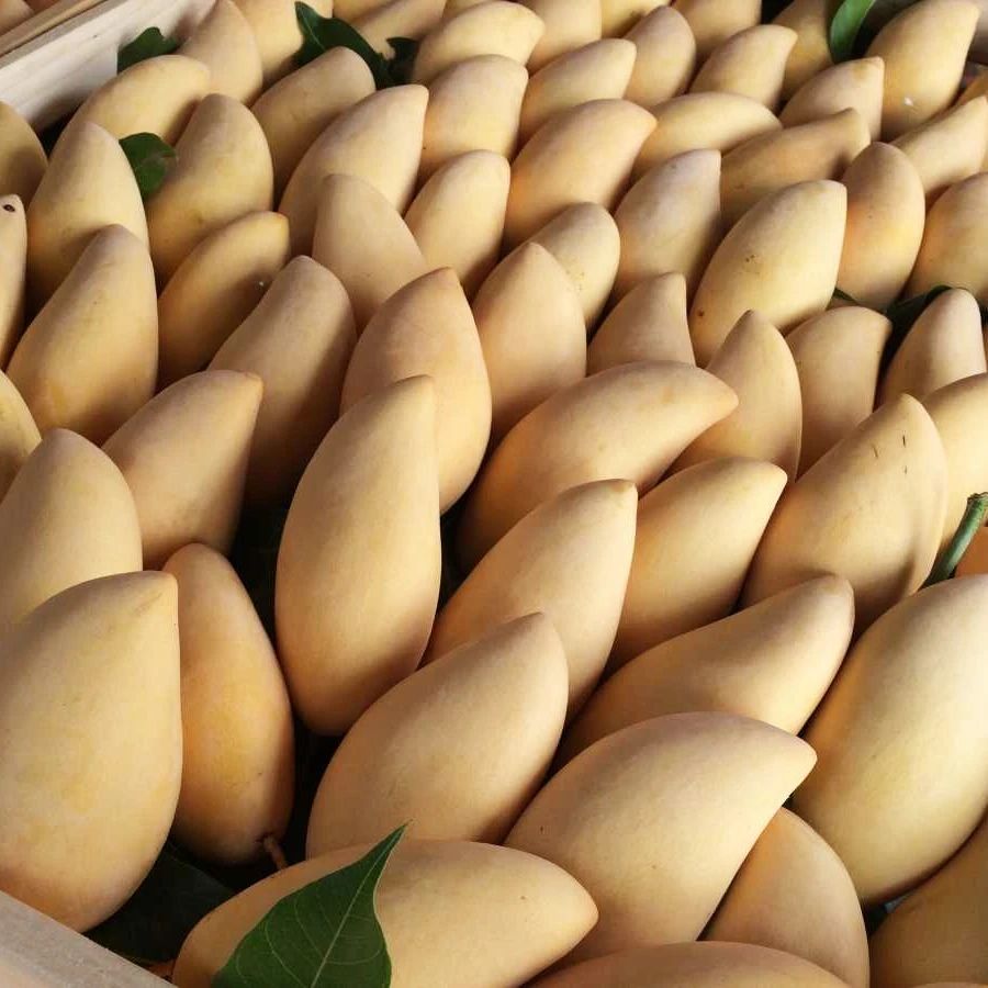 Quality organic delicious maturity size 8-10cm color yellow fruit products Fresh Mango ADA from Vietnam