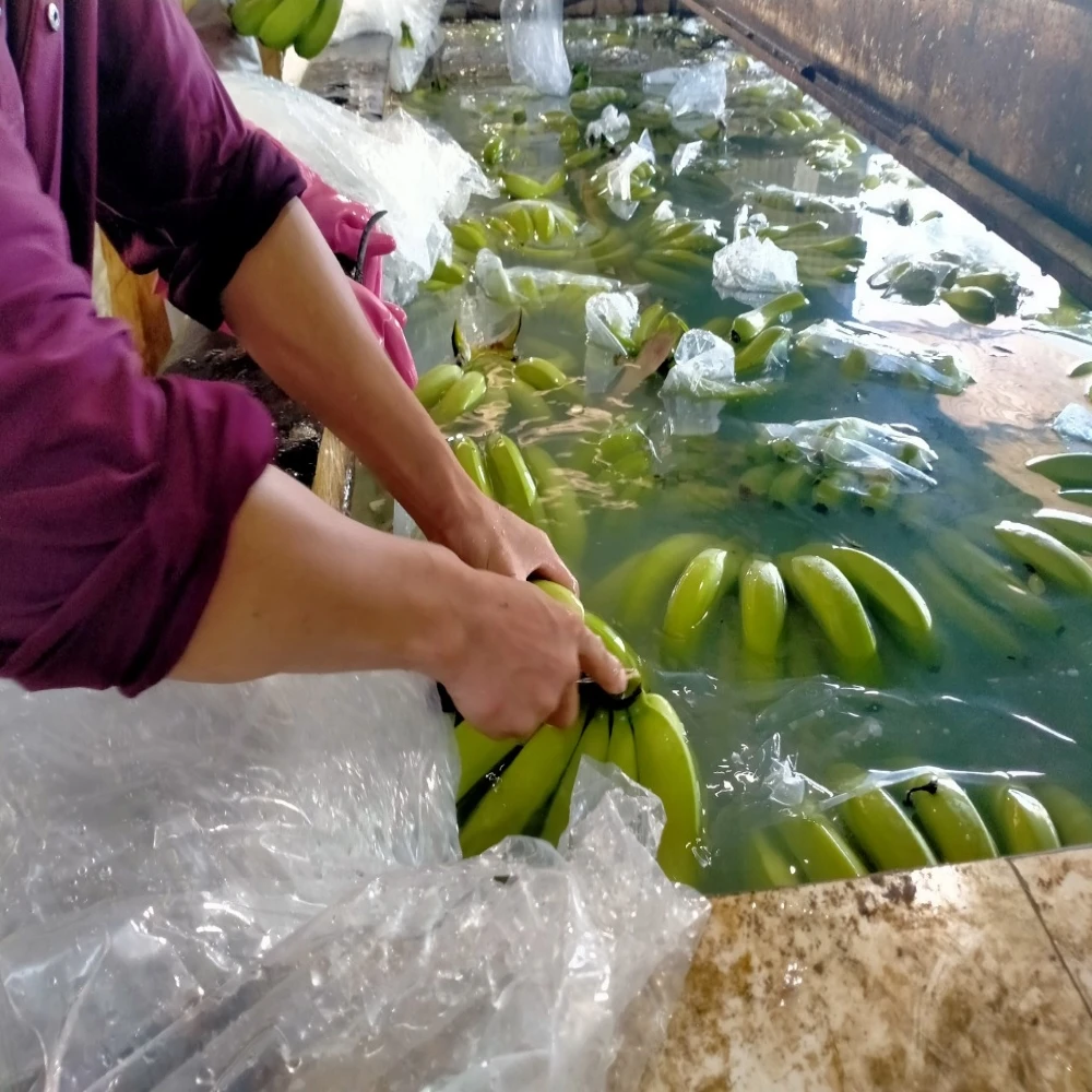 Green Banana Cheap Wholesale Cavendish Top Selling Vietnam Fresh Bananas Premium Fresh Fruits