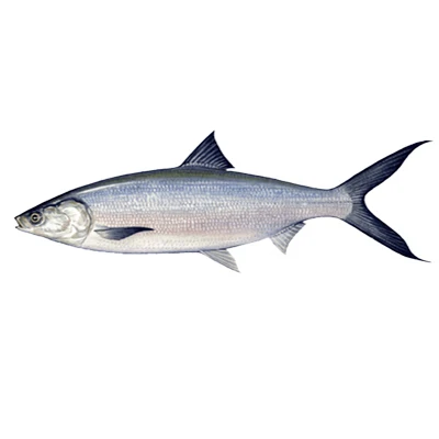 High Quality Fresh / Frozen Atlantic Salmon Fish