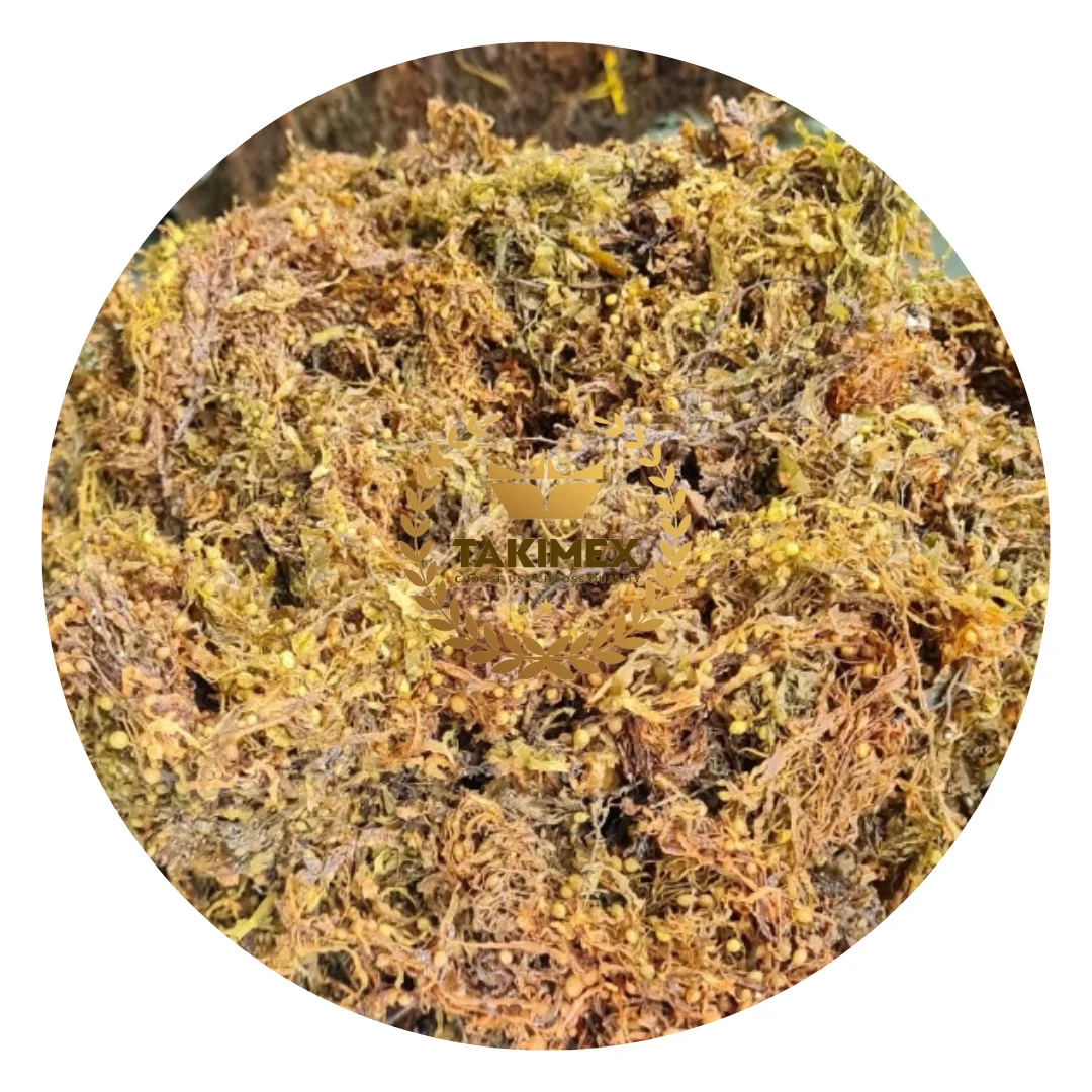 Top quality dried sargassum seaweed used for animal feed/ Sargassum seaweed raw type made in Vietnam