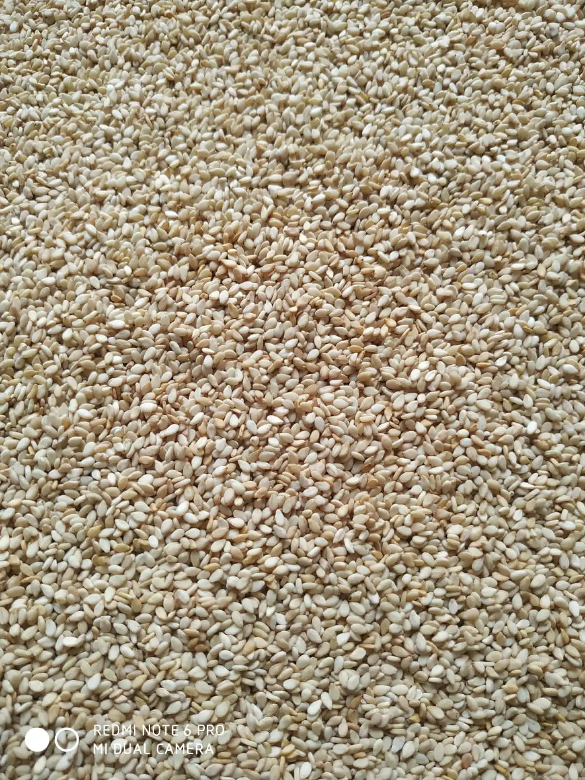 Best Quality White Sesame Seeds from India