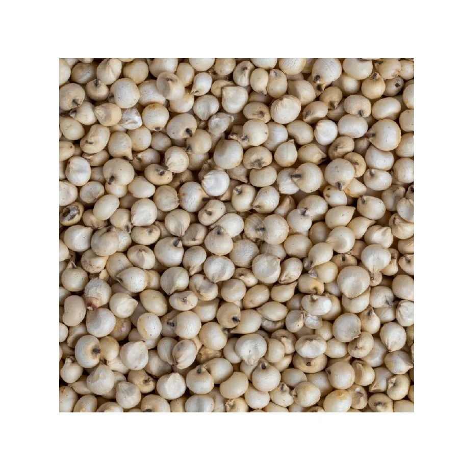 Top Quality Pure Whole Sorghum Grains For Sale At Cheapest Wholesale Price