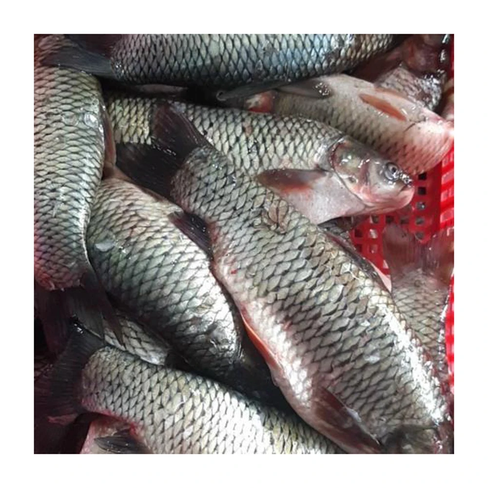 Frozen Fresh ROHU Fish prices wholesale