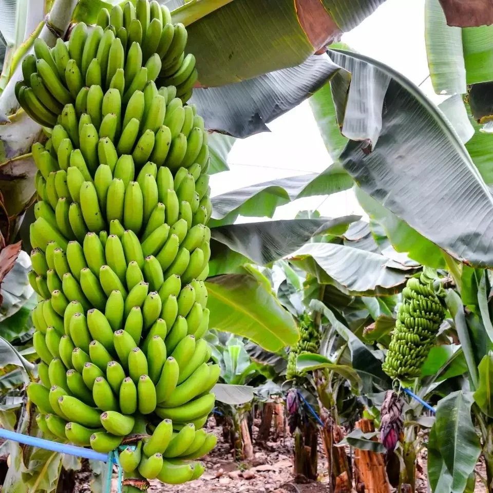 Farm Fresh Cavendish Banana 13 kg / 20 kg Per Boxes Indian Export Quality Banana Available in Stock for Export