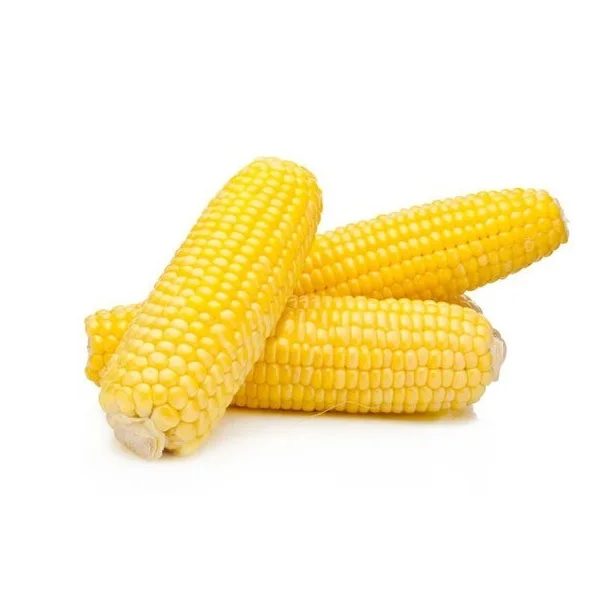 Yellow corn Maize - Wholesale Canadian Sweet Yellow Corn For Animal Feed