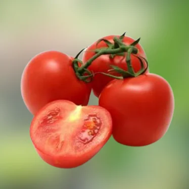 Fresh high quality tomatoes from Egypt