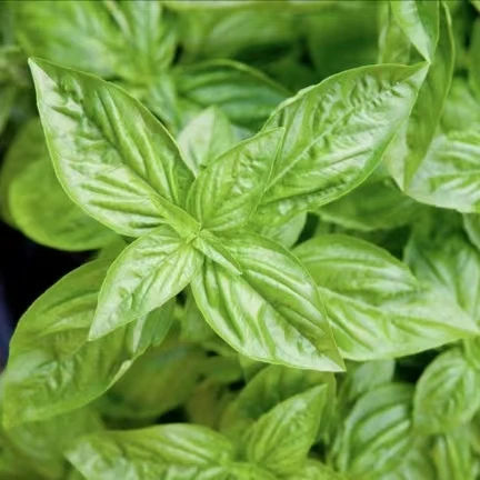Free Sample Savory Seasoning Concentrated Food Essence of Basil Flavors