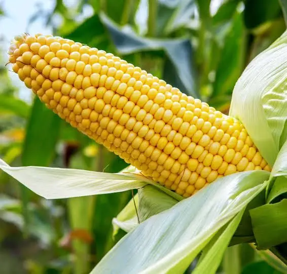Yellow Corn Maize88.jpg