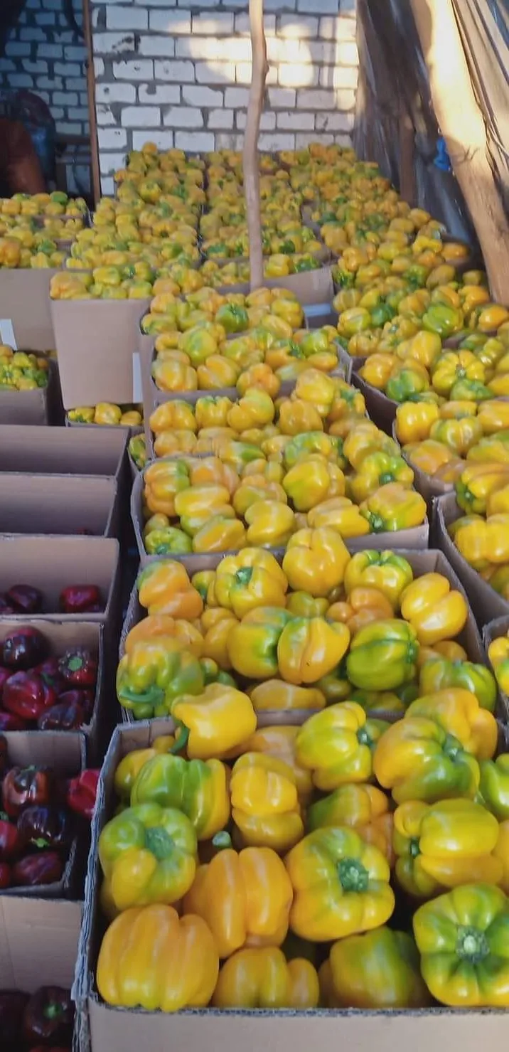 Fresh sweet peppers (red / green / yellow) of high quality from Egypt