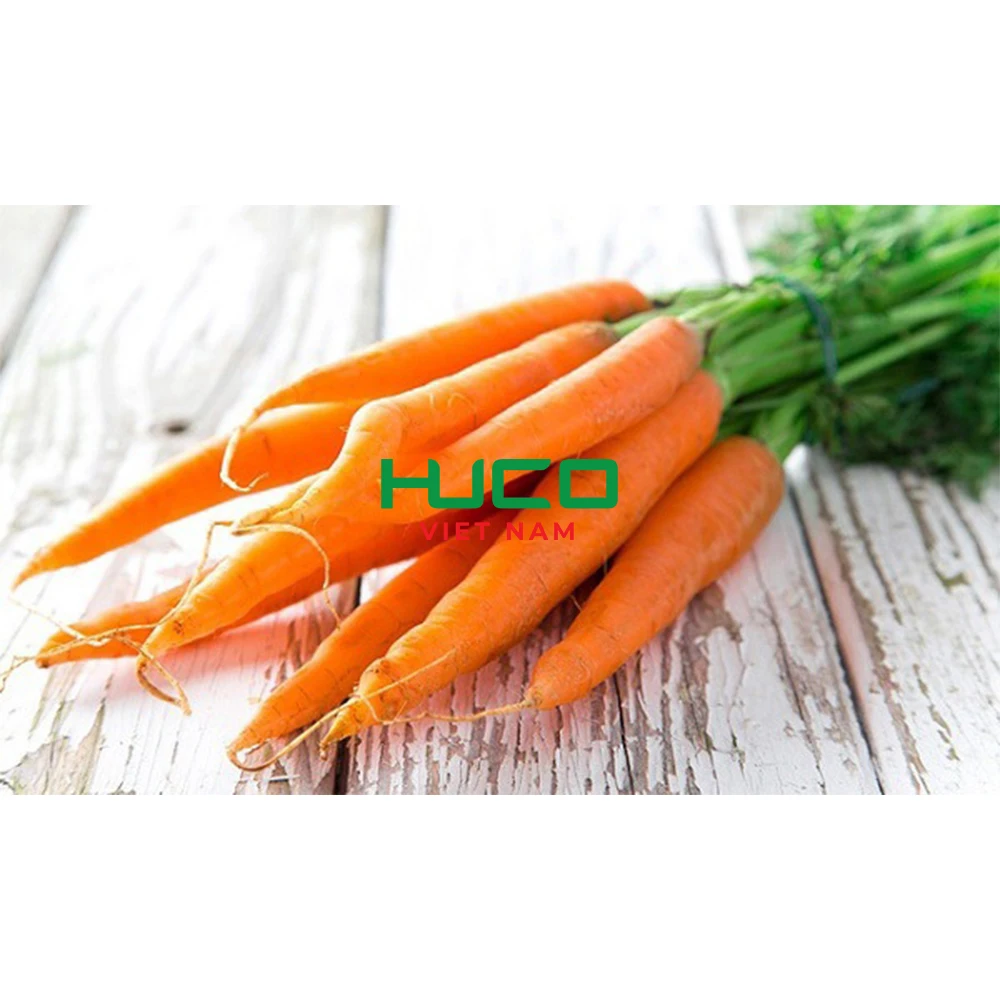 Selected quality fresh carrot 100-250 gram Vietnam factory export for export in bulk