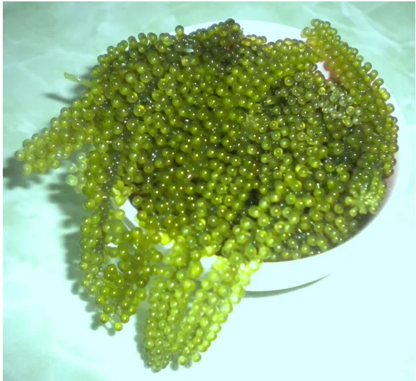 Обезвоженный морской виноград/лато/CAULERPA LENTILLIFERA от 99 Gold