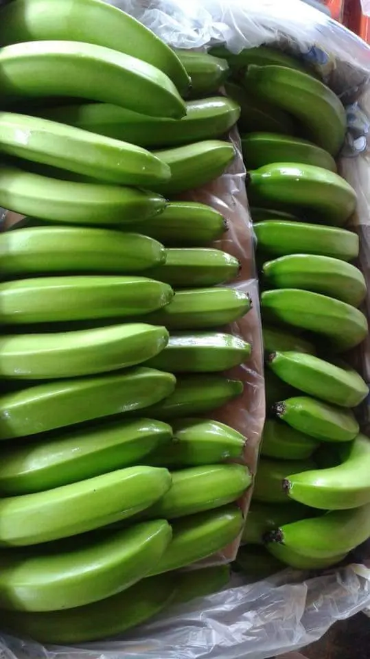 Premium Quality -Green Banana for sale - Natural fresh Bananas Newest Crop - fresh fruit export worldwide
