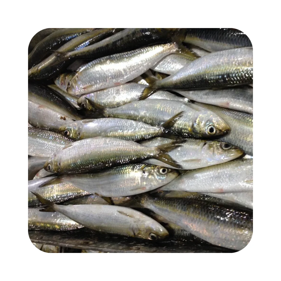 Frozen Style Whole Round Sea Sardine Fish for Tuna Bait Canned on Sales Sardinella Aurita