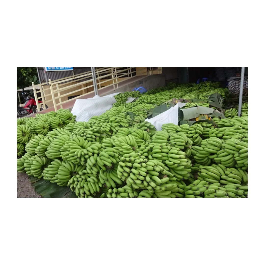 Fresh, Ripe Bananas for Every Taste Experience the Taste of Vietnam with Our Bananas Farm-Fresh Bananas, Packed with Flavor
