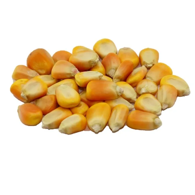 Cheap Bulk Yellow Corn Supplier