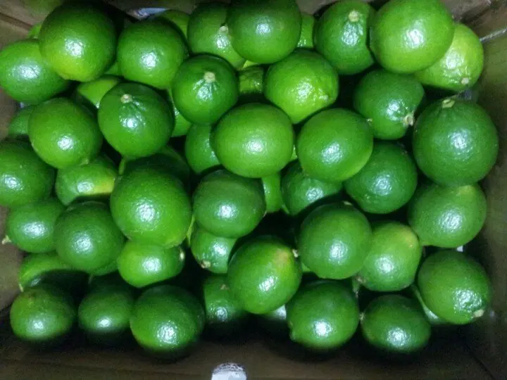 Export Lemon without seeds/ seedless lime competitive price for exporting 2022 made in Vietnam