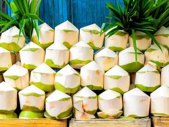 [Best Selling 2022] Top Quality Wholesale Good Price Organic Fresh Young Coconut 100% From Viet Nam